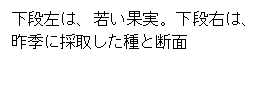 テキスト ボックス: 下段左は、若い果実。下段右は、昨季に採取した種と断面　